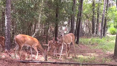 Cute Baby Deer are so Adorable - WATCH THESE WHITE-TAIL FAWNS IN KINGWOOD TEXAS