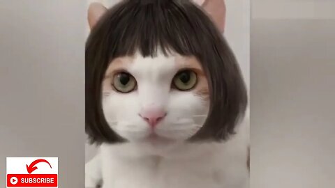 Cats😹🐱 And Dogs🐕‍🦺🐶 Funny Video | Funniest Animals | Cats And Dogs Vlog