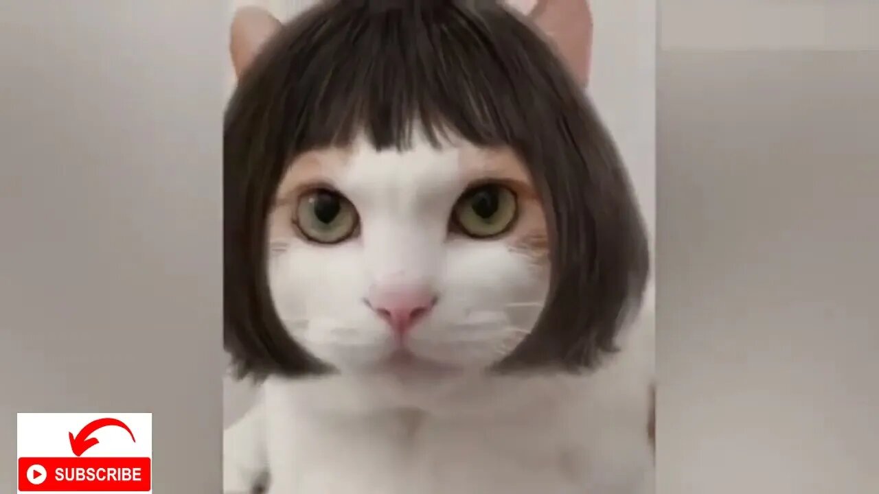 Cats😹🐱 And Dogs🐕🦺🐶 Funny Video | Funniest Animals | Cats And Dogs Vlog