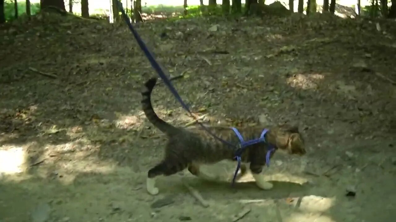 Small Cat on a Mountain Path