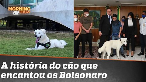 Pêlo em ovo? A história de Augusto, ou Zeus, o cão que encantou os Bolsonaro