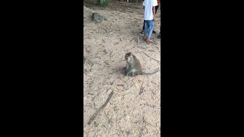 The monkey baby is behaving better than half of the kids at walmart