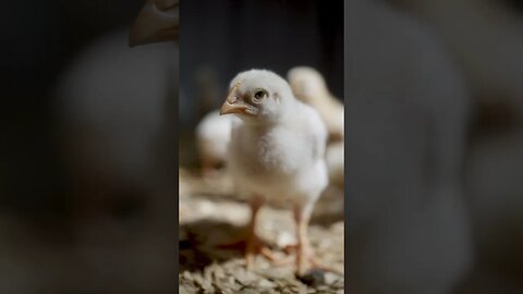 Our First Baby chicks in 2023 #homestead #homesteading #homesteadlife