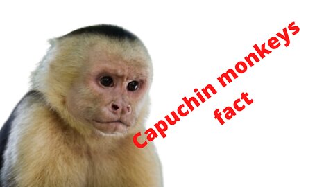 capuchin monkeys