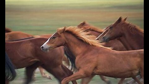 HORSES FUN TIME