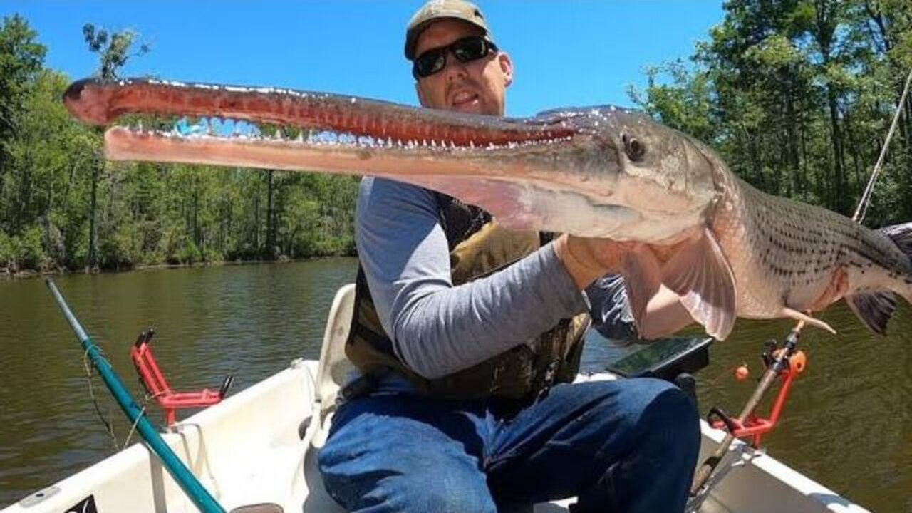 3 Days Fishing Camping & Exploring Swamp - Catching Catfish, Gar, Bowfin and Backcountry Adventure.