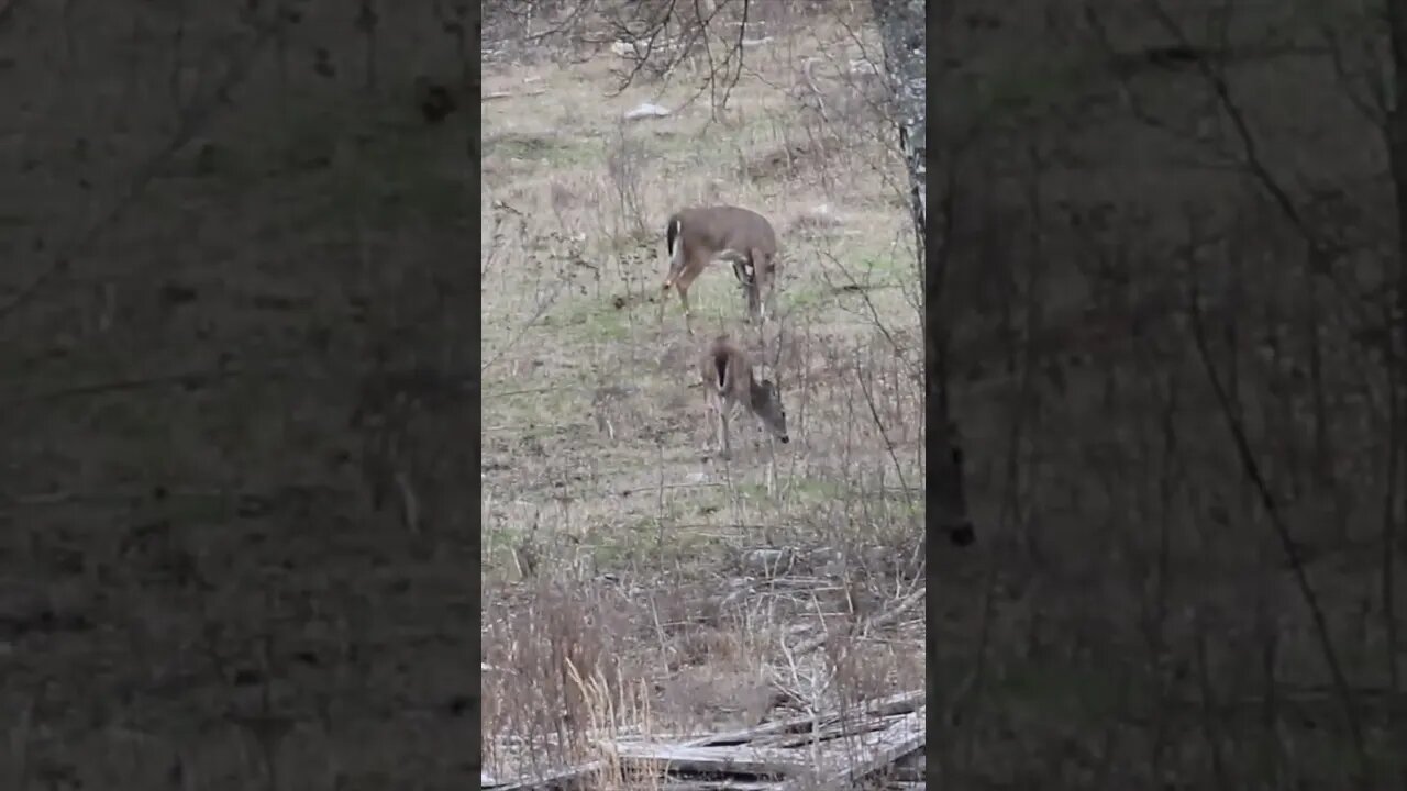 Does and Fawns grazing @UncleTimsFarm #kärnəvór