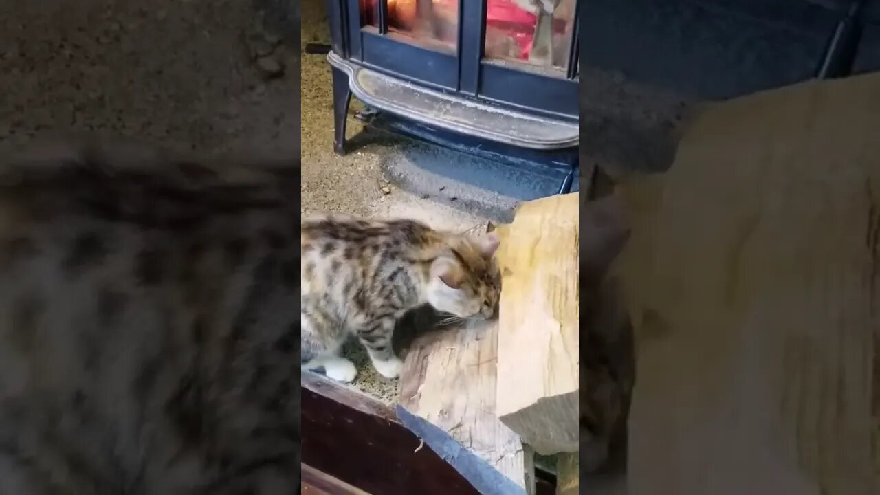 Felicity the Barn Cat