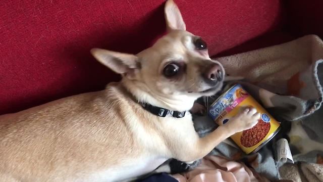 101 Excited Chihuahuas You Can't Watch Without LAUGHING