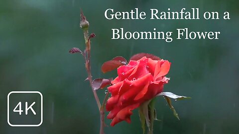 Gentle Rainfall on a Blooming Flower 🌧️🌼