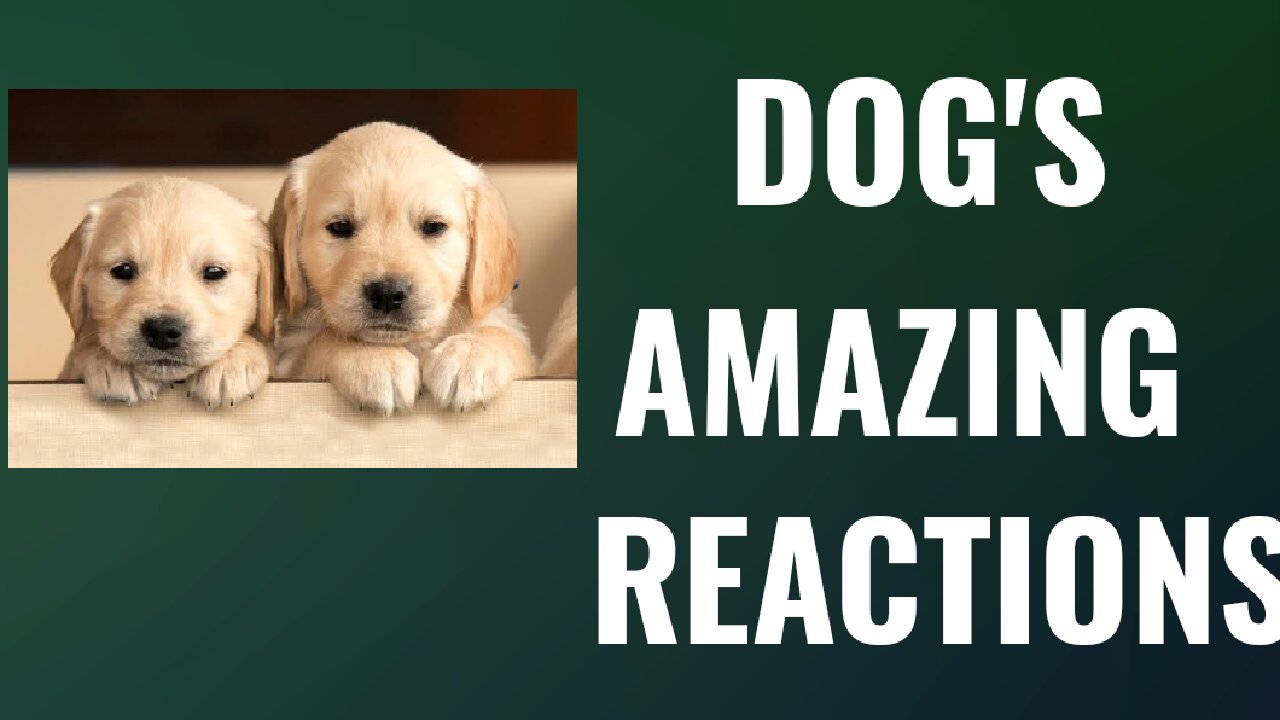 dog,s amazing videos