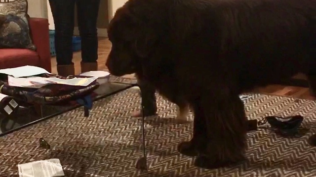 Toddler gets in the way of giant Newfoundland, pays the price