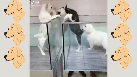 Funny Dogs fight