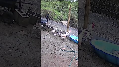 Farm monitoring animals