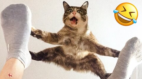 Funny Animal Videos 😅 - Funniest Dogs And Cats Videos 😇