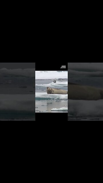 Common Misconception About Ruthless Polar Bears