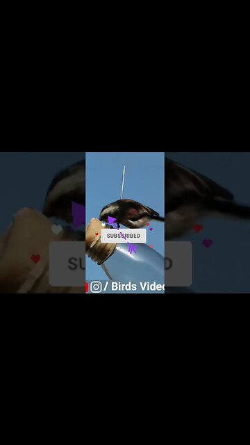 Relaxing Nature Video