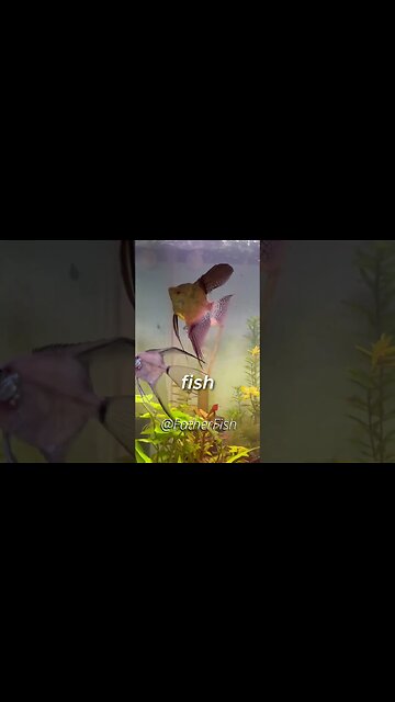 Best Fish Food you can EVER Buy! Japanese Fish Food #fishfood