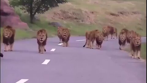 lion groups 😀😂