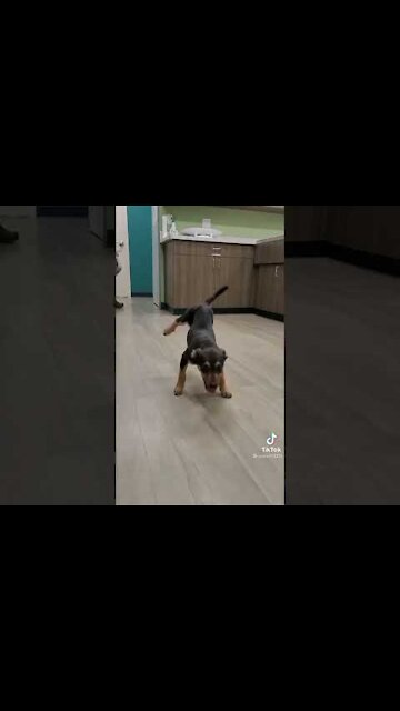 funny🤣 dogs dance|| funny dance || funny moments || funny fails||