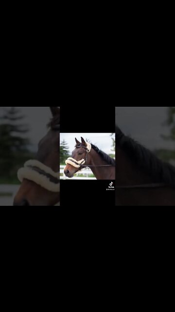 I Launched An Equestrian Fashion Line