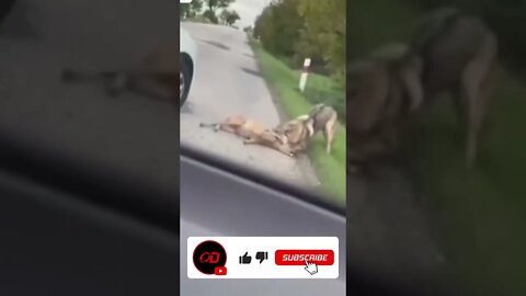 Wolf DRAGS Deer Across the Road