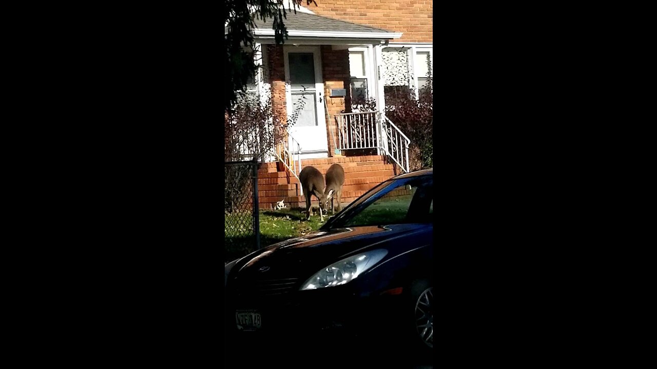 Deer just wandering around the neighborhood