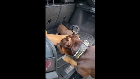 Dad sees his puppies for the first time