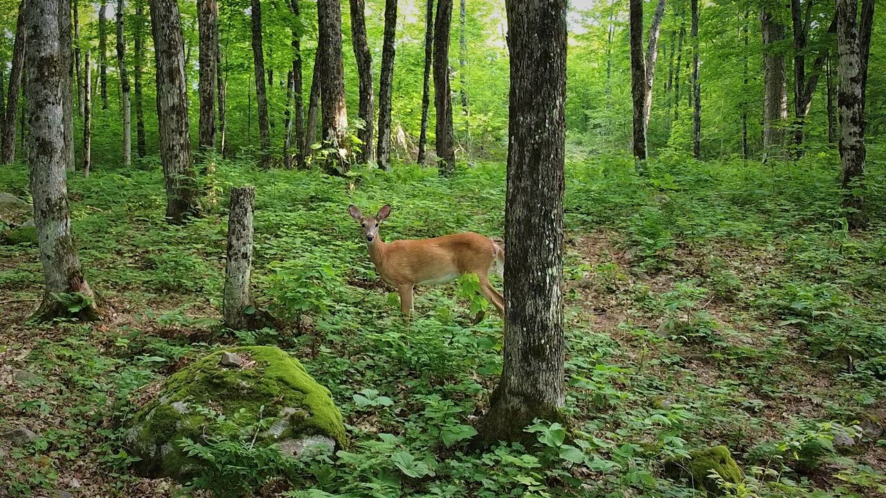 Mavic Mini Deer encounter