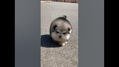 Cute Alaskan Malamute Puppies ❤️