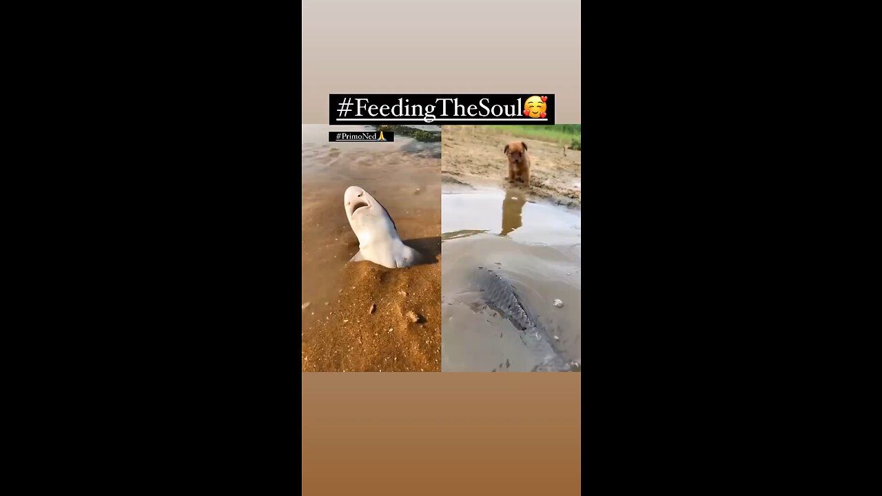 Feeding The Soul