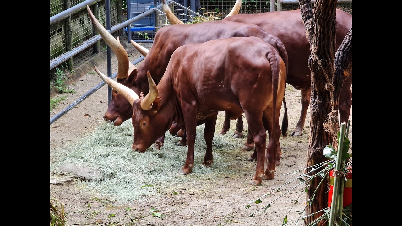 Group of Cattles Eating Grass