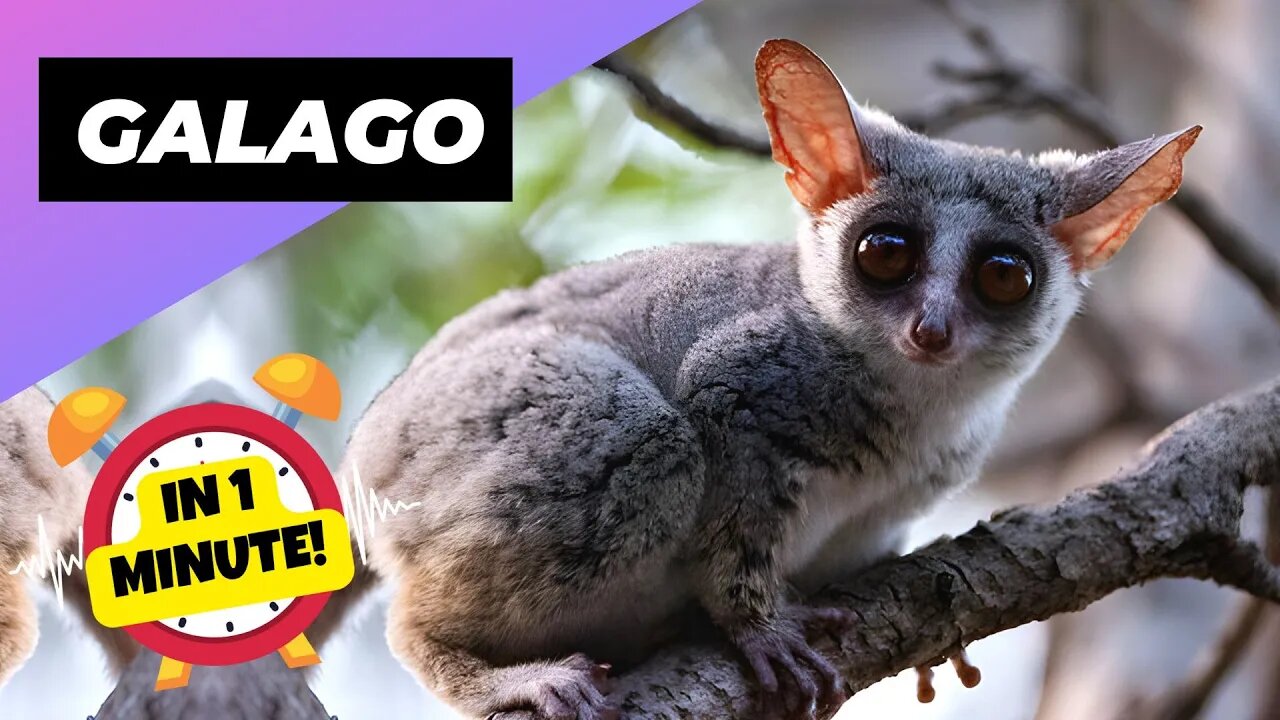 Galago - In 1 Minute! 🐻 One Of The Cutest And Exotic Animals In The World | 1 Minute Animals