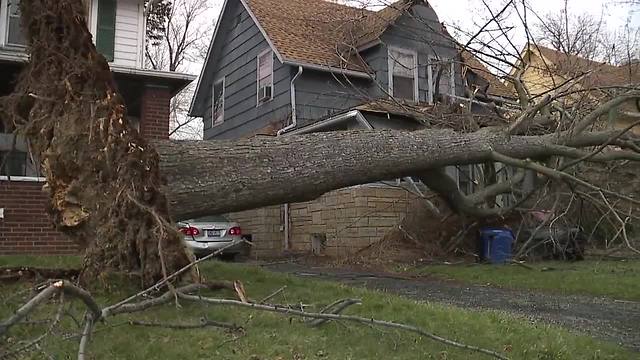 Massive tree knocked down in Cleveland