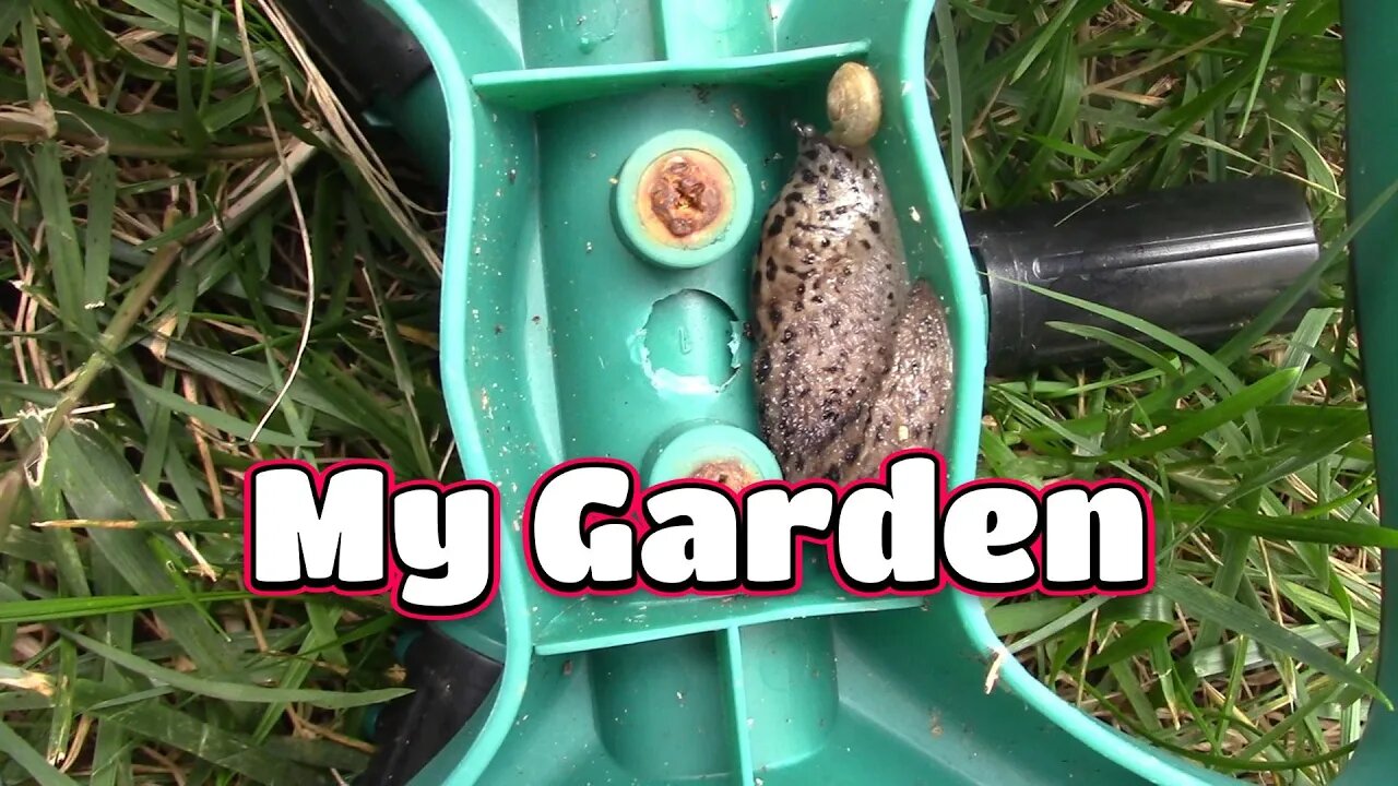 What's In My Garden September! 🦋🍁