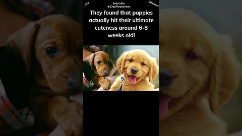 Puppies
