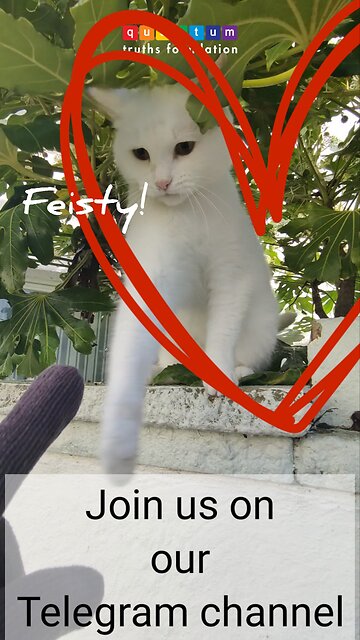 Gorgeous (but feisty) white cat.