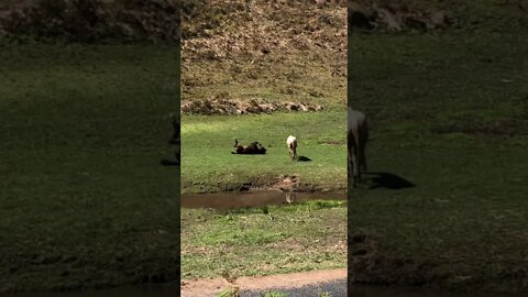 The last two brumby stragglers dry off after a roll in the water Part II