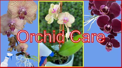 How to water Orchids