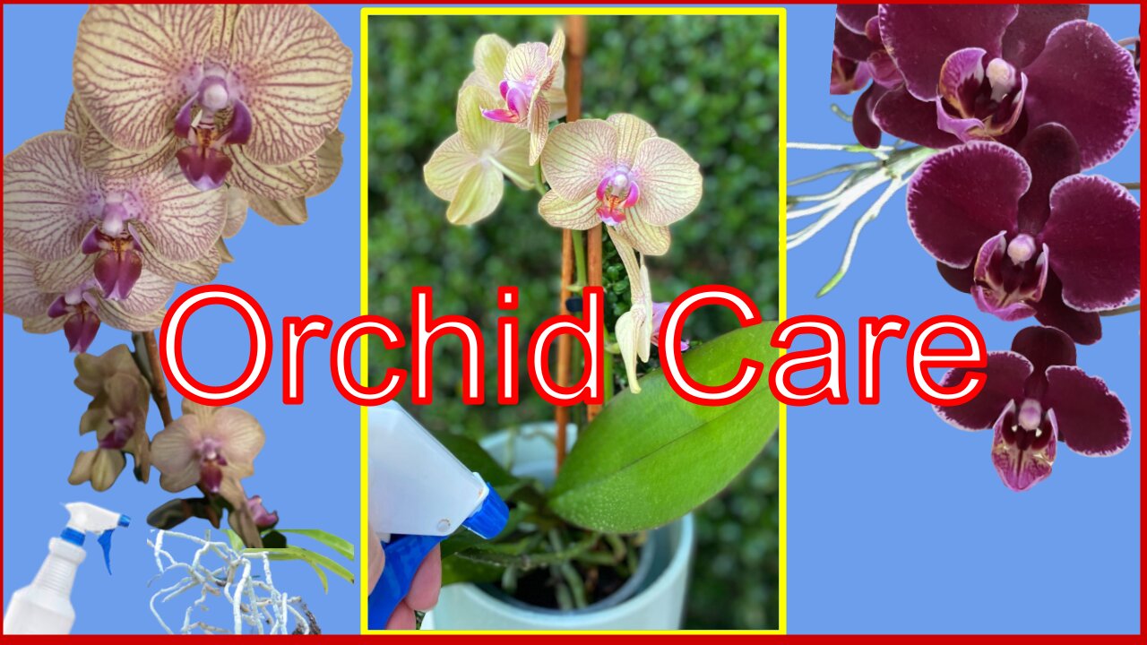 How to water Orchids