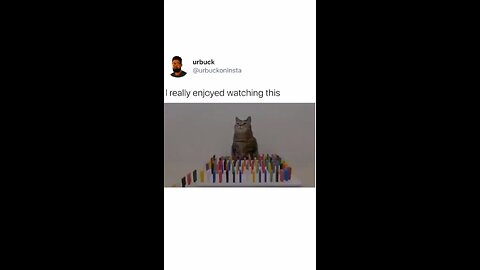 cats funny video
