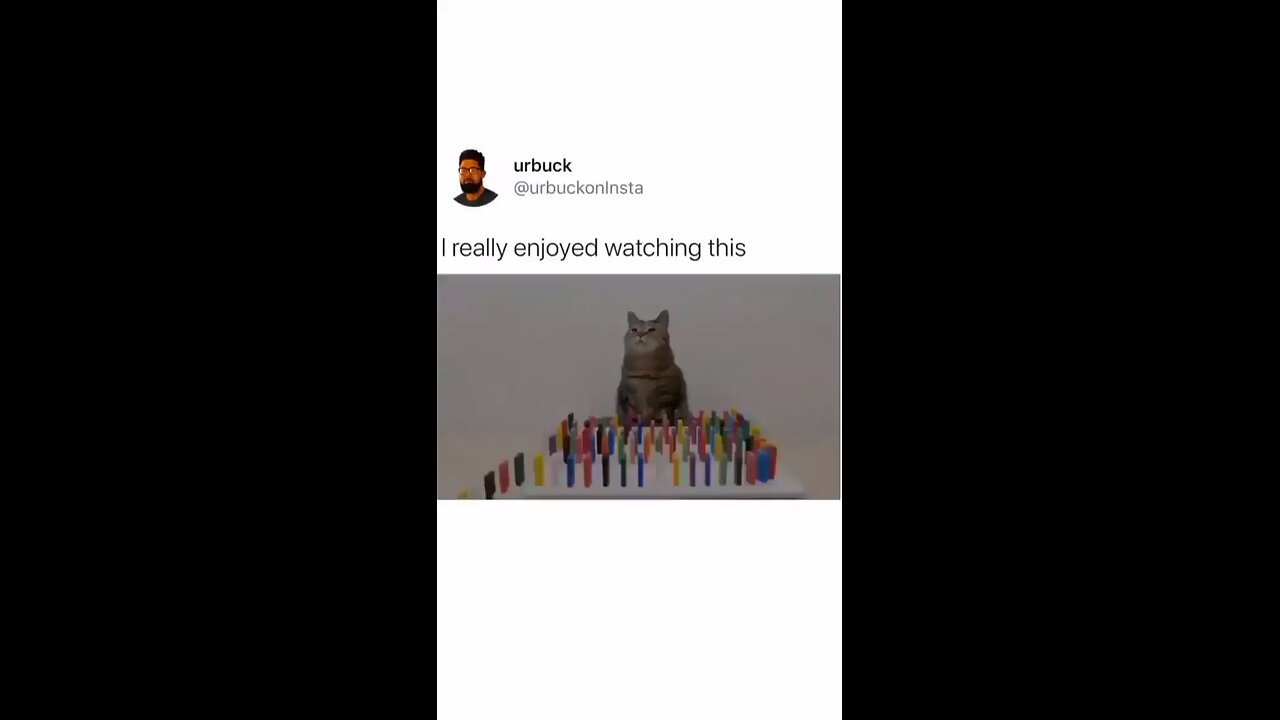 cats funny video