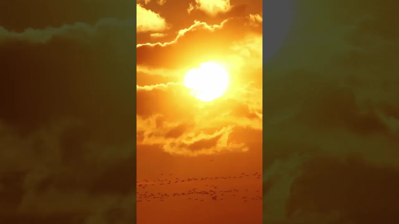 colony of flamingos and sunset