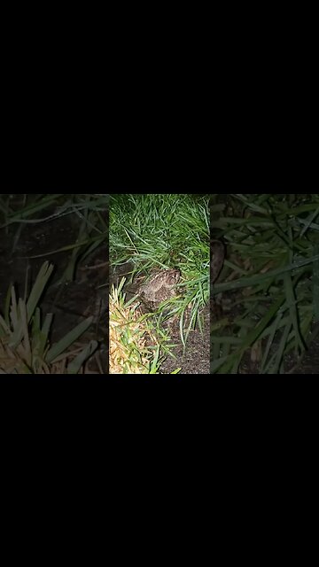 When The Chickens Are Away, The Toads Come Out And Play #toads