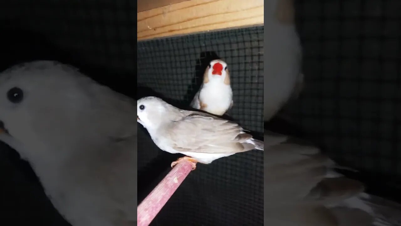 Mutation finches at SNS exotic finches #shorts #youtubeshorts #birdslover