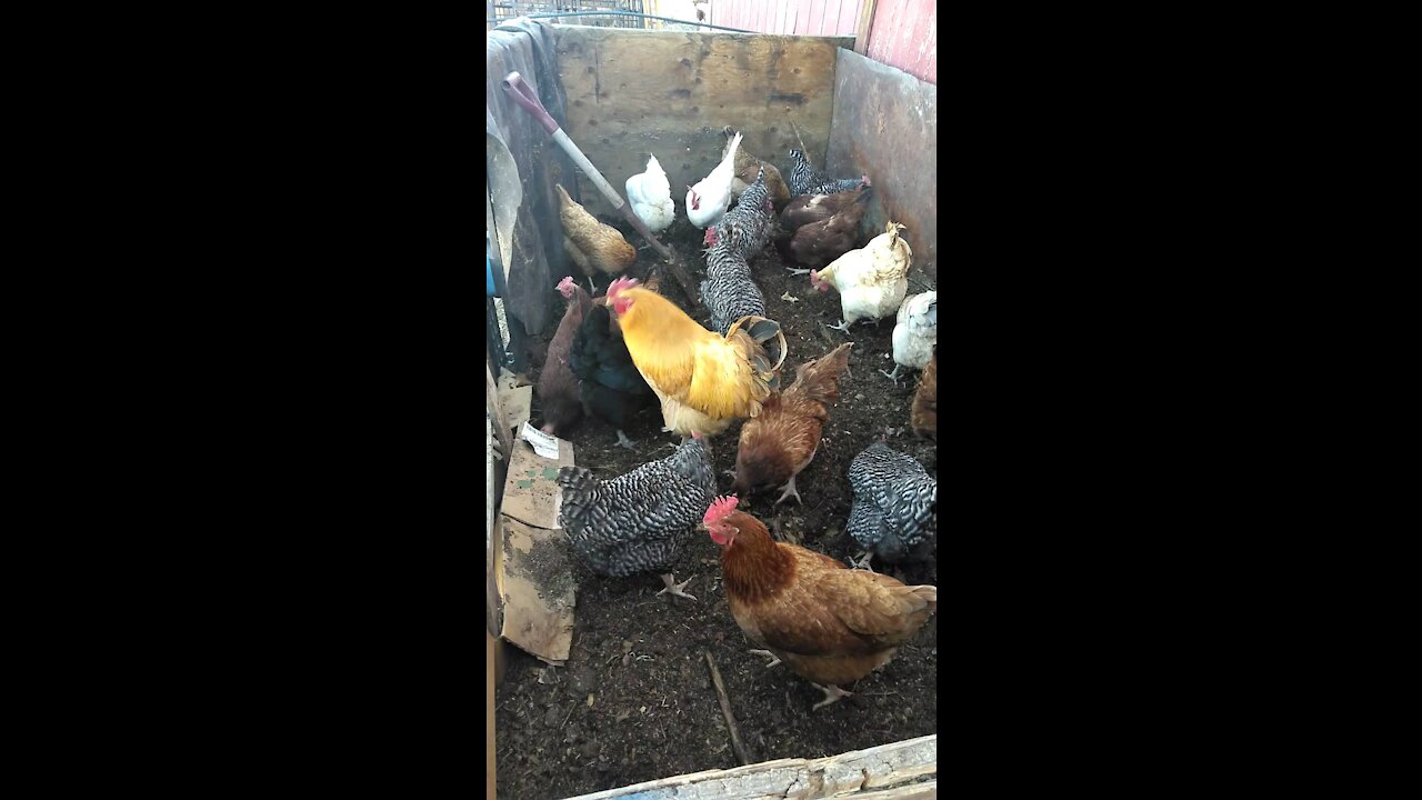 Chickens working compost. Sustainable farm.