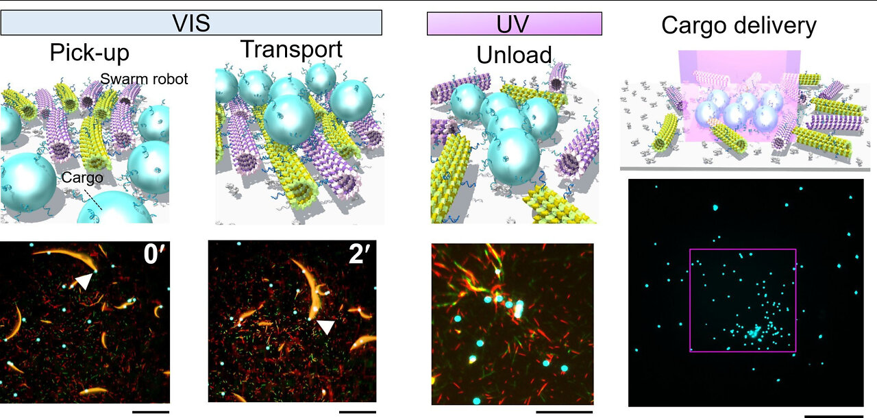 Molecular robots work cooperatively in swarms Under UV Light