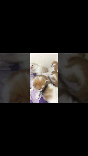 #kittens #cutecat #catlover #youtubeshorts #persiancats #meow #funnycats