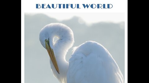 Beautiful World 1