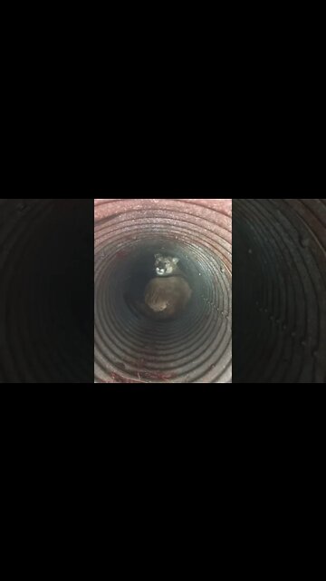 Unusual hiding sopt for a mountain lion #hunting #shorts